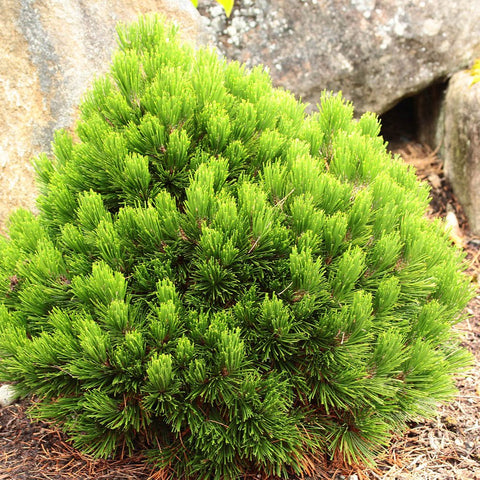 Pin Bosniac Pitic (Pinus heldreichii) Smidtii