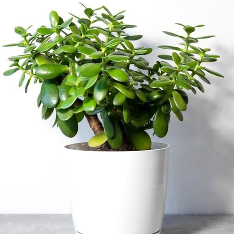 Arborele de Jad Xl (Crassula Ovata) - 50 cm