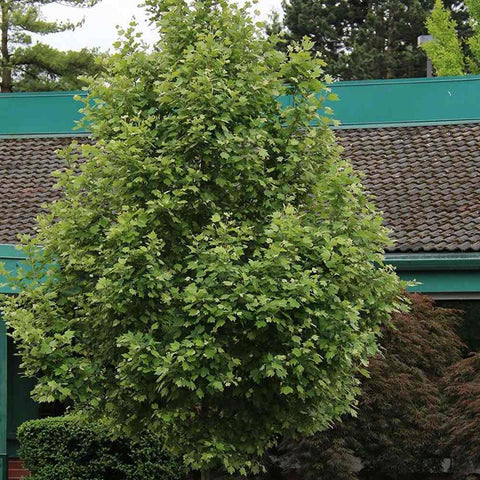 Platan Englezesc (Platanus acerifolia occidentalis)