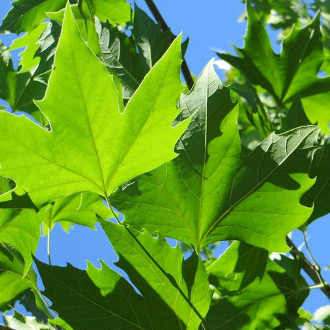 Platan Englezesc (Platanus acerifolia occidentalis)