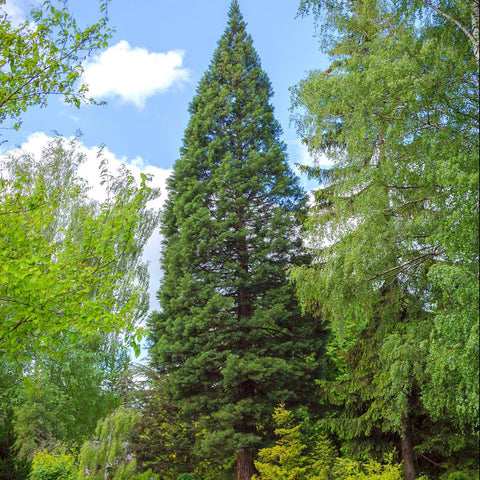 Arborele Sequoia Giganteum (Sequoiadendron Giganteum)
