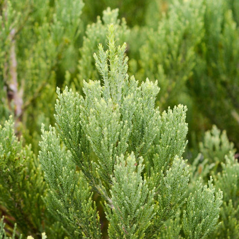 Arborele Sequoia Giganteum (Sequoiadendron Giganteum)