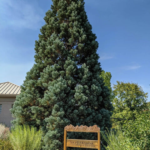 Arborele Sequoia Giganteum (Sequoiadendron Giganteum)