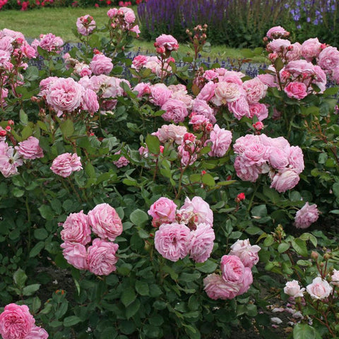 Trandafir Tufa roz intens Rosengraefin Marie Henriette, parfum intens