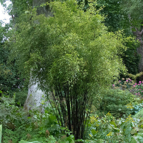 Bambus Nigra (Phyllostachys Nigra) - VERDENA-100 cm inaltime, livrat in ghiveci de 1.5 l