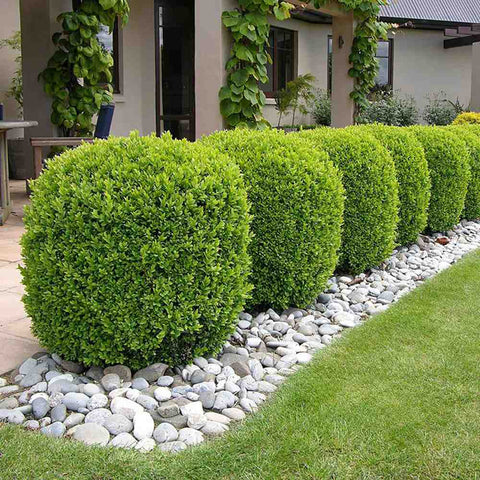 Buxus Sempervirens (Cimisir), gard viu mic vesnic verde - VERDENA-15-25 cm inaltime, livrat in ghiveci de 0.7 l