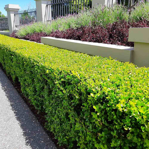 Buxus Sempervirens (Cimisir), gard viu mic vesnic verde - VERDENA-15-25 cm inaltime, livrat in ghiveci de 0.7 l