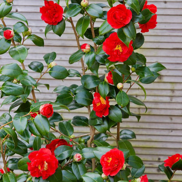 Trandafir japonez rosu Camellia Blood of China | Verdena – VERDENA