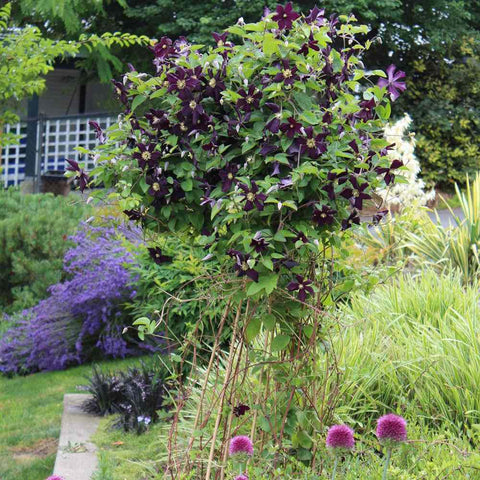 Clematis (Clematita) Romantika, cu Flori mov-inchise, Cataratoare - VERDENA-75 cm inaltime, livrat in ghiveci de 3 l