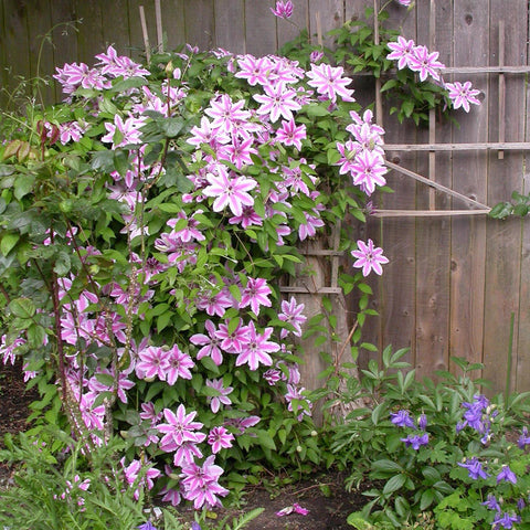 Clematis Hibrid Nelly Moser, 40-  60 inaltime, in ghiveci de 2L