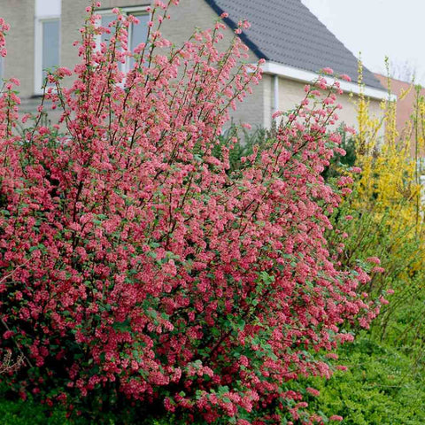 Coacaz Rosu King Edward VII (Ribes Sanguineum), cu flori roz-inchis - VERDENA-40-60 cm inaltime, livrat in ghiveci de 3 l