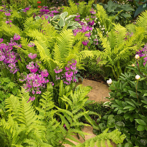 Feriga Comuna (Dryopteris Filix-Mas) - VERDENA-10-15 cm inaltime, livrat in ghiveci de 0.7 l