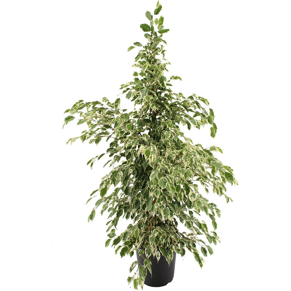 Ficus benjamina 'Twilight' - 105 cm | Verdena – VERDENA