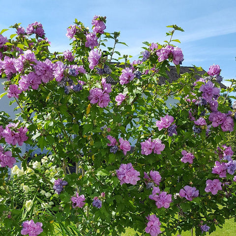 Hibiscus Duc de Brabant - VERDENA-50-60 cm livrat in ghiveci de 3 L