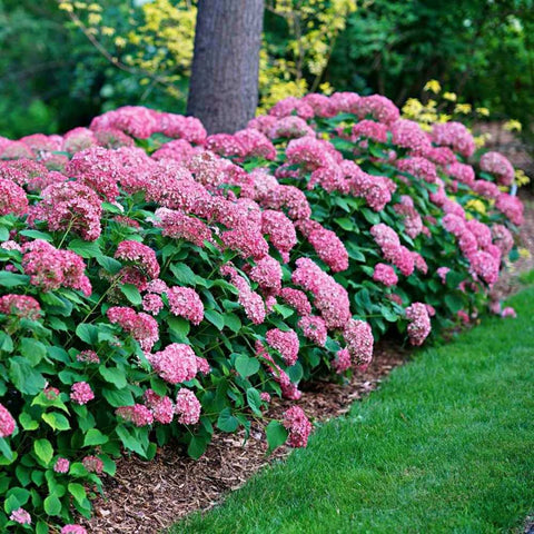 Hortensia de gradina Pink Annabelle, cu flori roz-pal - VERDENA-30-40 cm inaltime, livrat in ghiveci de 3 l