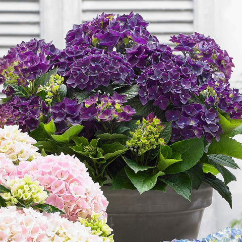 Hortensia Endless Summer Love Mov - VERDENA-50-60 cm inaltime livrat in ghiveci de 5 L