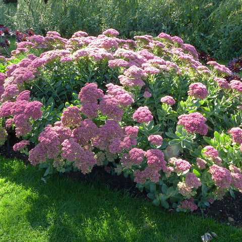 Iarba Grasa (Sedum) Herbstfreude - VERDENA-20-30 cm inaltime, livrat in ghiveci de 2 l