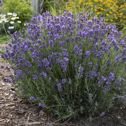 Lavanda Hidcote Blue, cu flori albastre si parfum aromatic - VERDENA-35-50 cm inaltime, livrat in ghiveci de 3 l