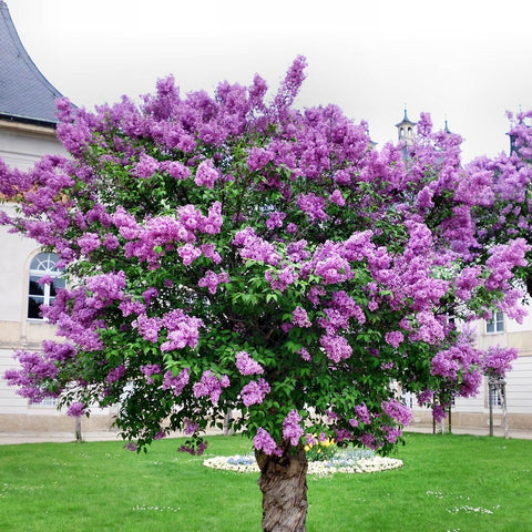 Liliac Copac Rosu-Purpuriu Charles Joly (Syringa) - VERDENA-Tulpina de 80 cm inaltime, livrat in ghiveci de 5.5 l