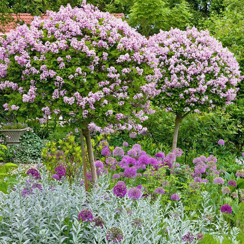 Liliac Superba - Altoit pe tulpina - VERDENA-Tulpina de 90 cm inaltime livrat in ghiveci de 7.5 L