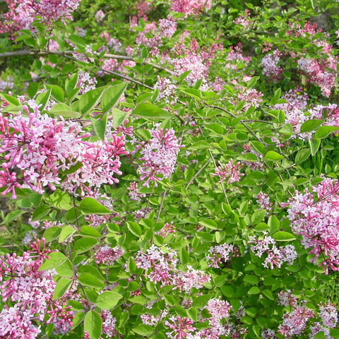 Liliac violet-alb Superba (Syringa) - VERDENA-70+ cm inaltime, livrat in ghiveci de 5 l