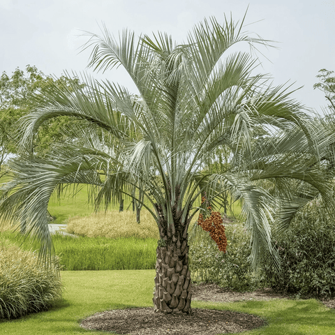 Palmier (Butia capitata) - VERDENA-100-125 cm inaltime livrat in ghiveci de 45 L