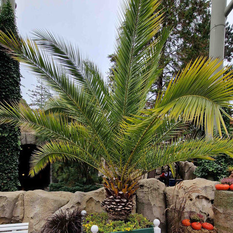 Palmier Curmal (Phoenix Canariensis) - VERDENA-40 cm cm inaltime livrat in ghiveci de 3.5 L