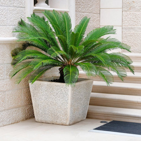 Palmier Cycas - 85 cm - VERDENA-85 cm la livrare in ghiveci cu Ø de 21 cm