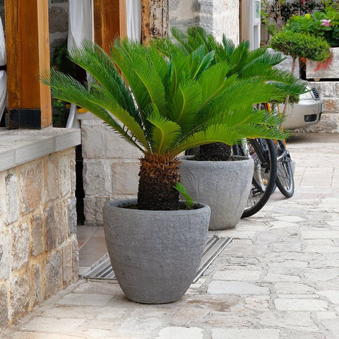 Palmier Cycas - 85 cm - VERDENA-85 cm la livrare in ghiveci cu Ø de 21 cm