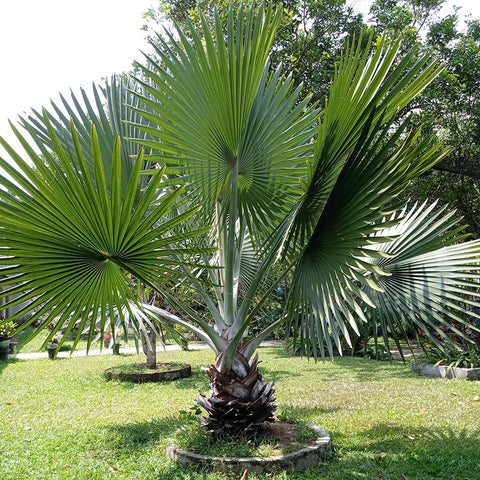 Palmier Washingtonia Robusta - 190 cm - VERDENA-190 cm inaltime, livrat in ghiveci de 20 l