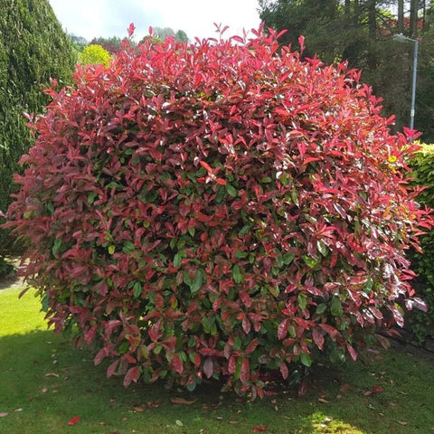 Photinia Red Robin (Altoit Pe Tulpina) - VERDENA-Tulpina de 90 cm cm inaltime livrat in ghiveci de 5L