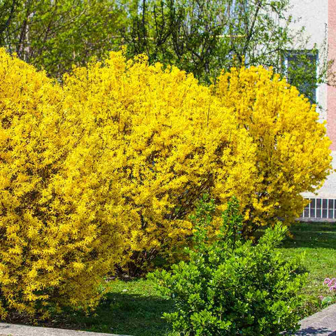 Ploaie de Aur (Forsythia intermedia Minigold), cu flori aurii - VERDENA-50-60 cm inaltime, livrat in ghiveci de 3 l