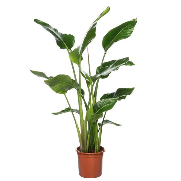 Strelitzia nicolai (Pasarea paradisului)- 140 cm | Verdena – VERDENA