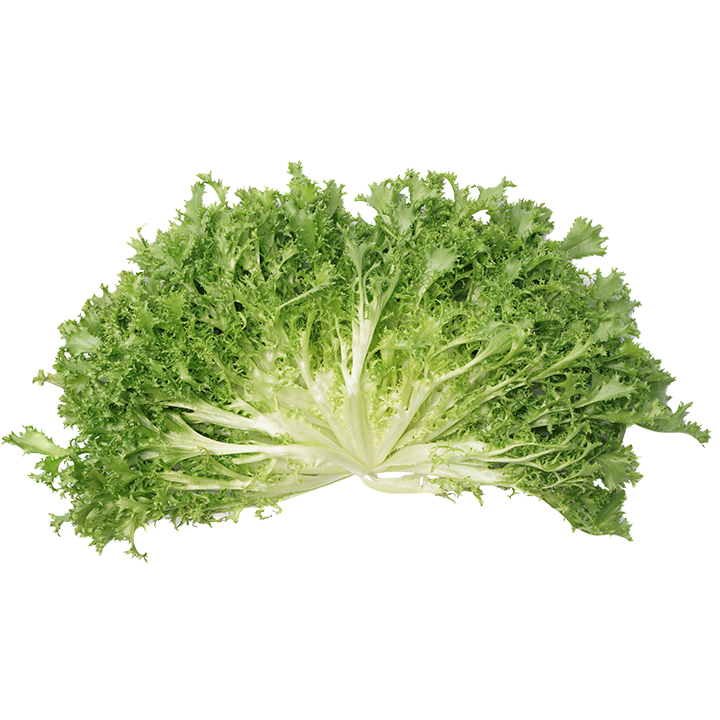 curly endive lettuce
