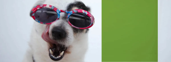 can you put color blind glasses on a dog