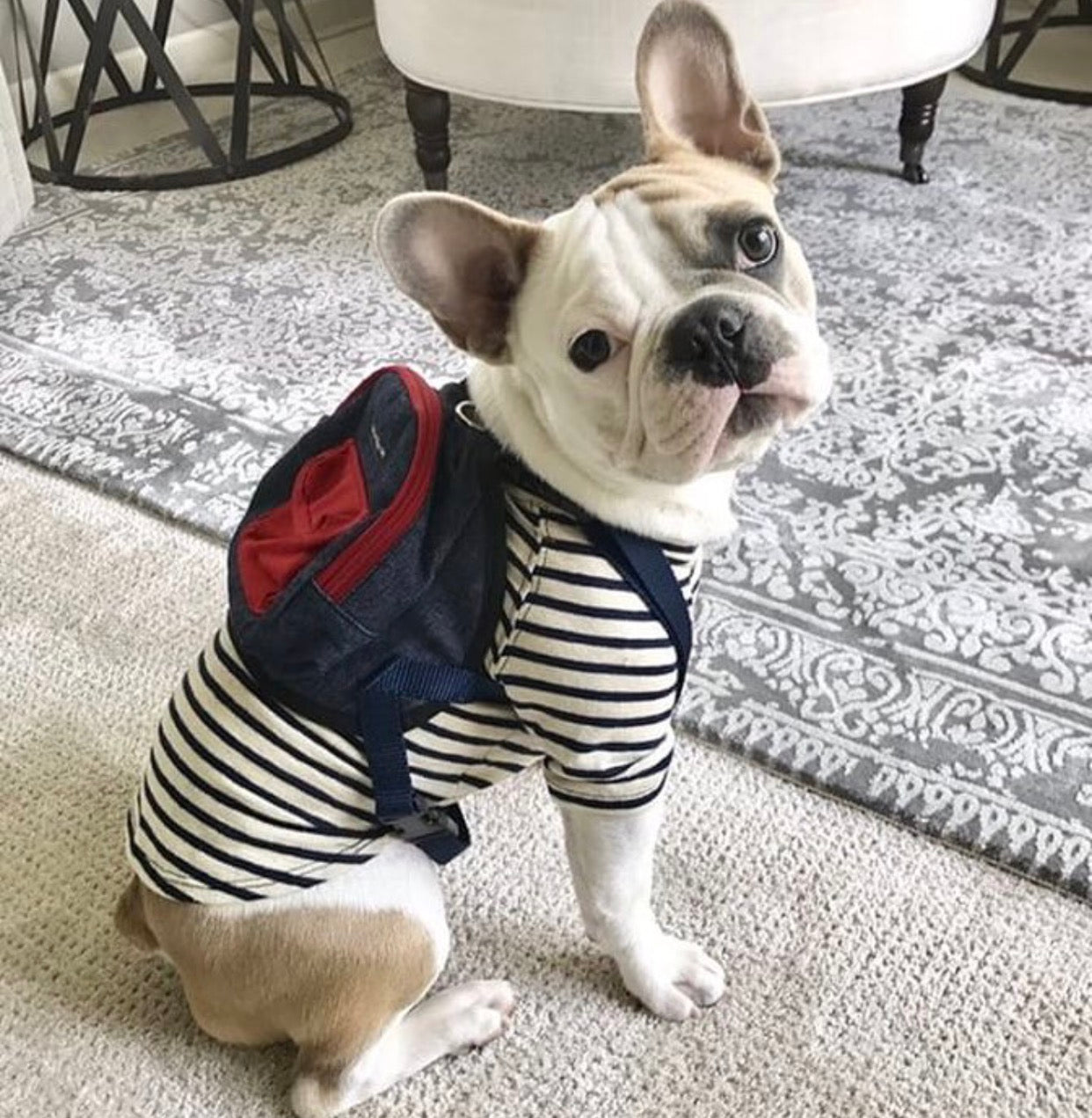 Canvas Mini Dog Backpack