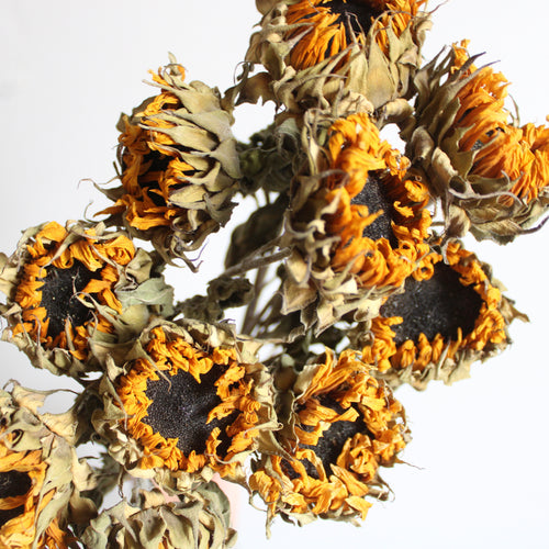 Star Flowers Marcela - Dried
