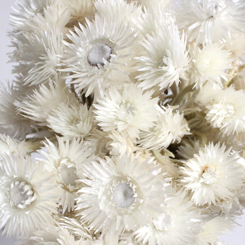 Strawflowers (Helichrysum) - Cream - Dried Flowers - DIY – Dried