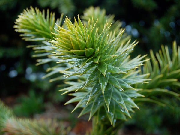 Monkey Puzzle Tree