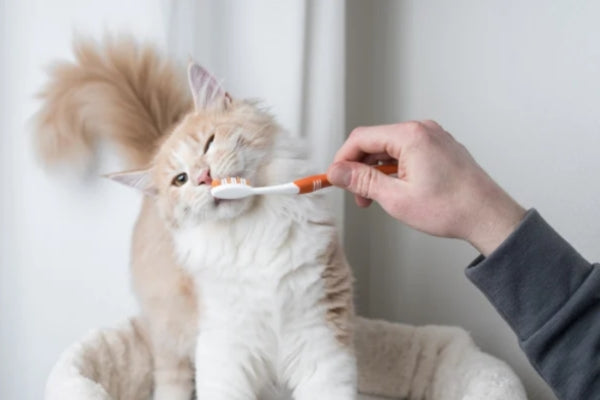 7 Tips For Keeping Your Cat's Teeth Clean