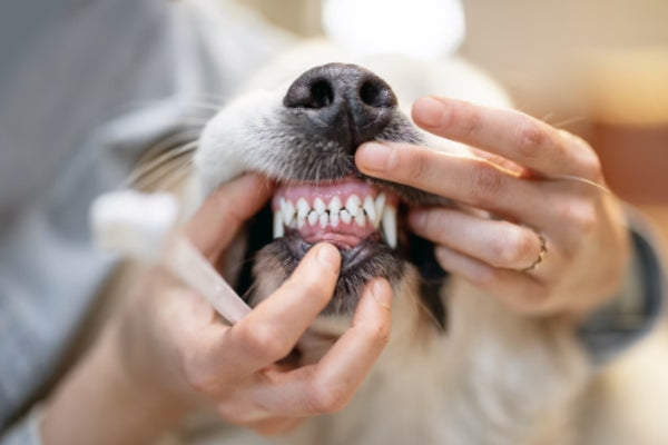 7 Tips For Maintaining Your Dog's Dental Health