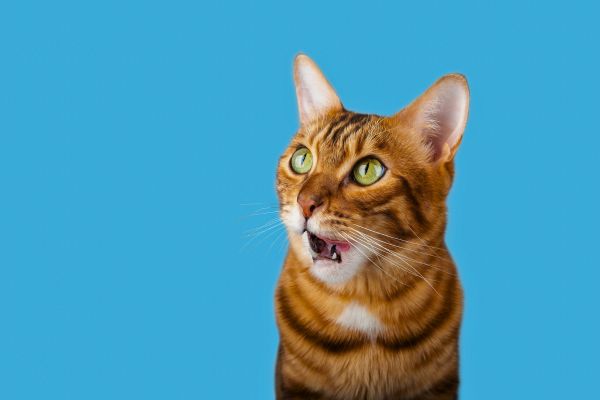 Anatomy of a Cat's Mouth – A Quick Overview