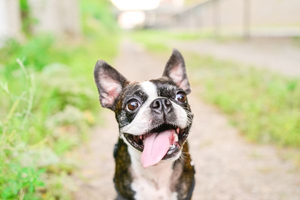 Boston Terrier