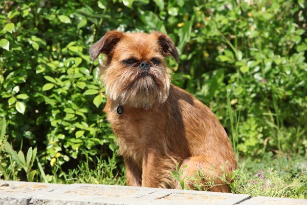 Brussels Griffon Dog