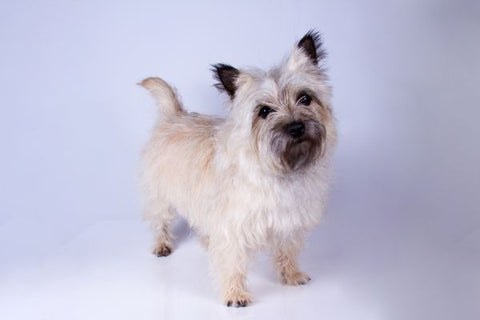 Cairn Terrier