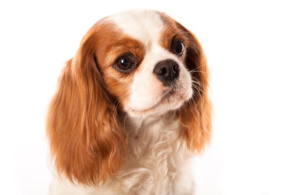 Cavalier King Charles Spaniel