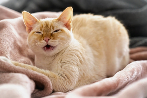 Common Causes Of Cat Sneezing