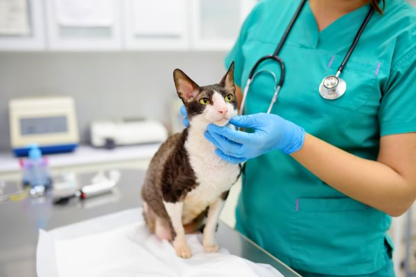 Common Dental Health Issues in Cats