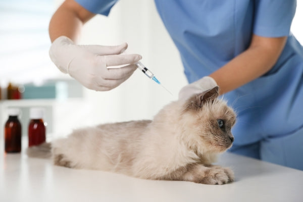 Common Vaccinations and Tests For Cats
