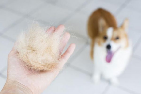 Does Shedding Vary Among Breeds?